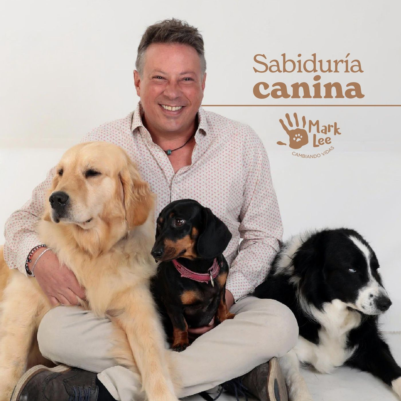 Imagen de Tips para que tu perro no se vomite en el carro